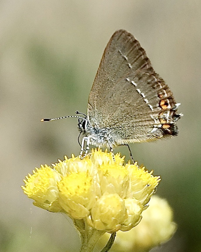 sloe hairstreak